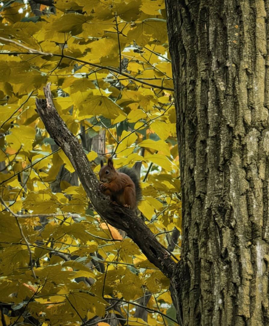 «Уж небо осенью дышало...» «Уж небо осенью дышало...»