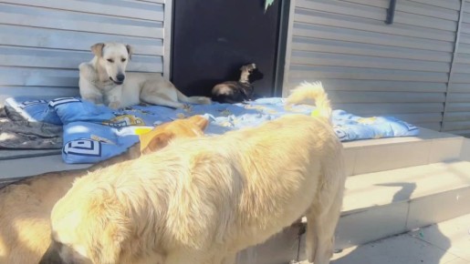 «Владпитомник» работает в штатном режиме