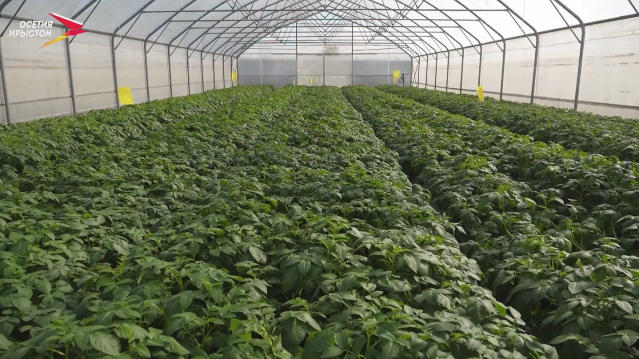 Картофы быдырт цмн фкъаддр сты?