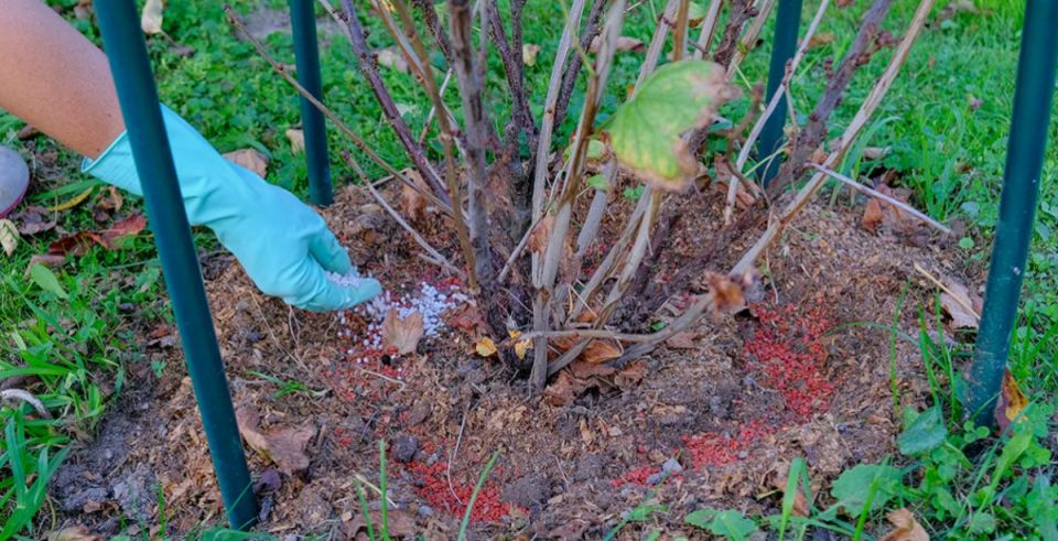 Заботимся о смородине: оптимальные методы осеннего ухода