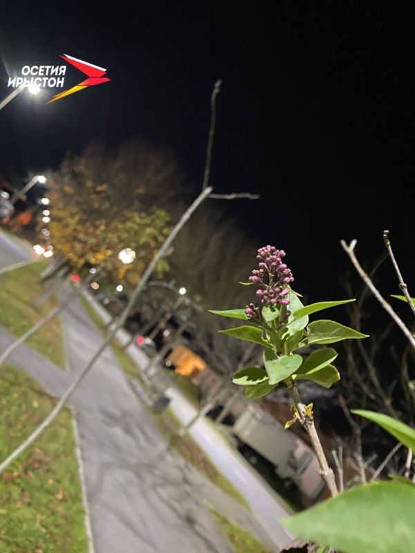 Чудо на улице Ленина: в Алагире 1 ноября зацвела сирень!