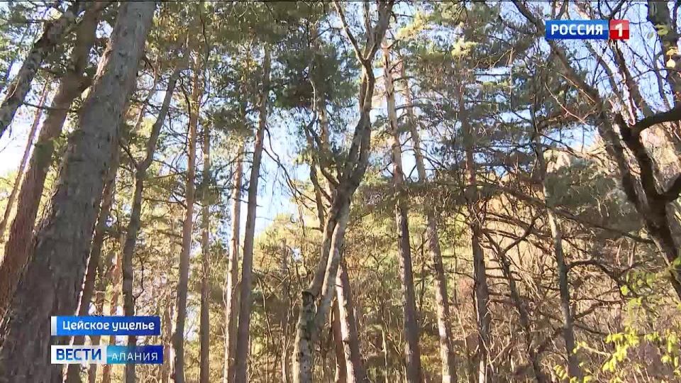 Старейшая экологическая тропа Северной Осетии, ведущая к водопаду Шагацикомдон, открылась после масштабного обновления