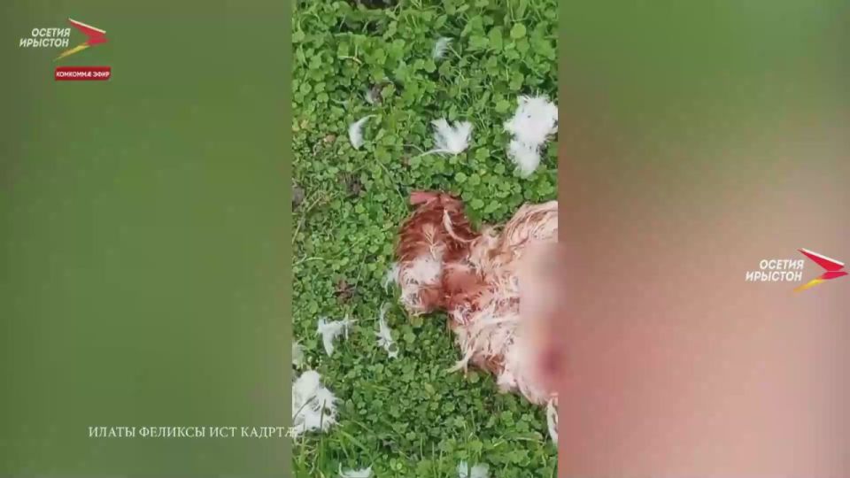 нхдзар м нхицау куыйтй балт куы рауайы, уд с цргойт, згъг, хонн нал ис