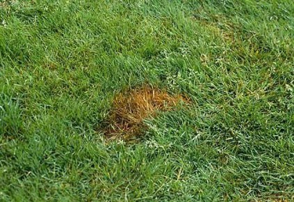 Как моча домашних животных может угрожать вашим растениям и что с этим делать