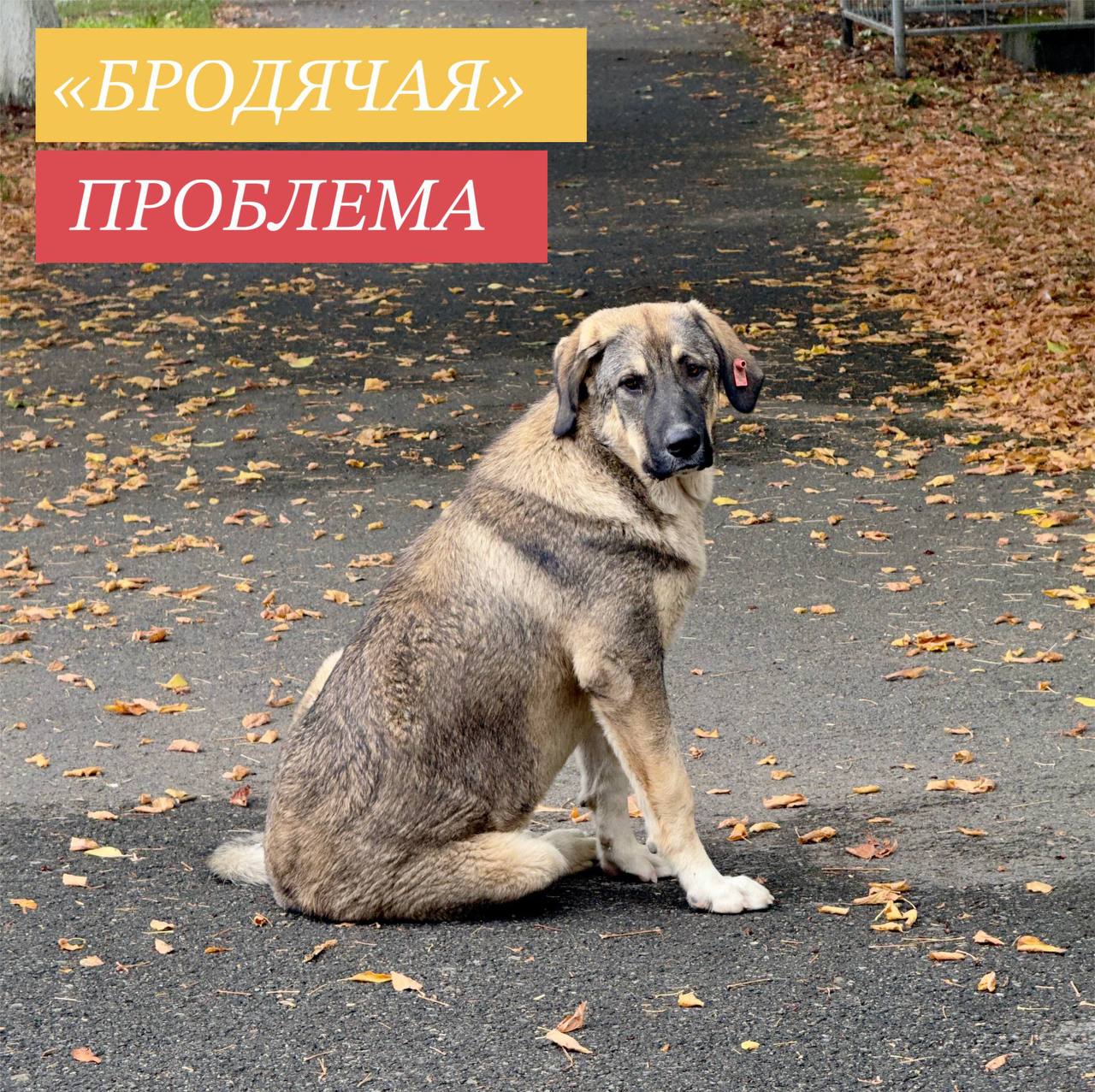 В последние годы проблема бесхозяйных животных на улицах приобрела масштабы, требующие системных и решительных действий