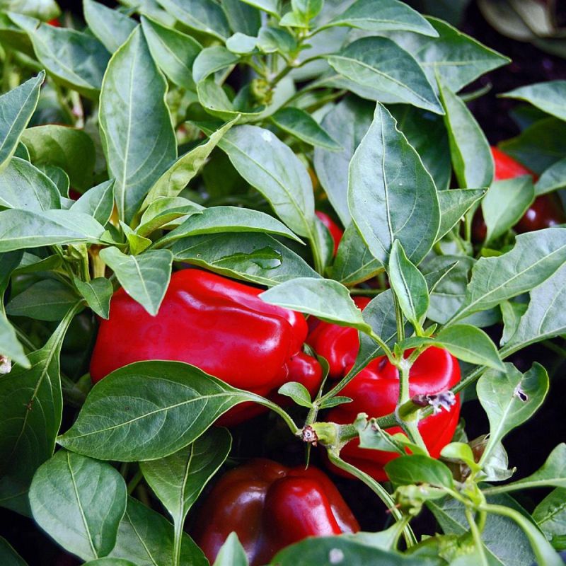 Как выбрать идеальные сорта болгарского перца для успешного урожая