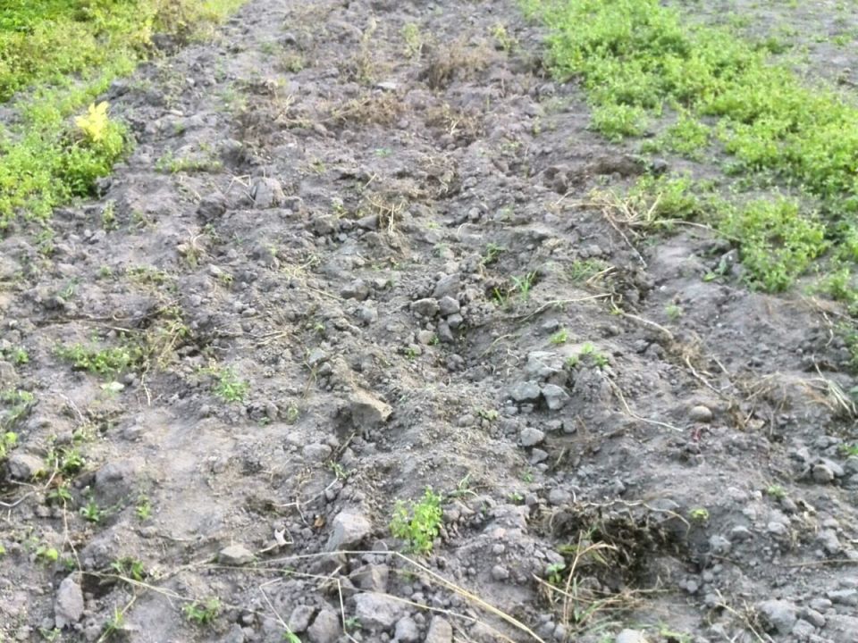 Зачем перекопка осенью может преобразить ваш огород