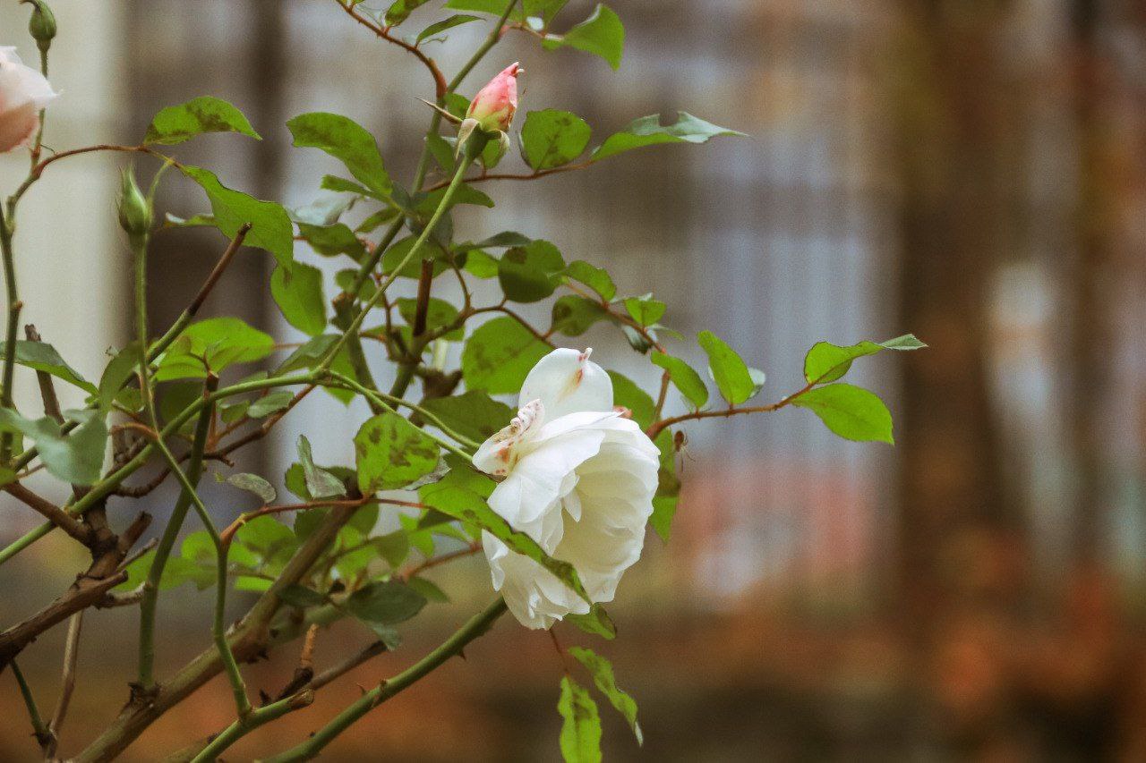 Улица Пашковского во Владикавказе образовалась в середине XIX века Улица Пашковского во Владикавказе образовалась в середине XIX века