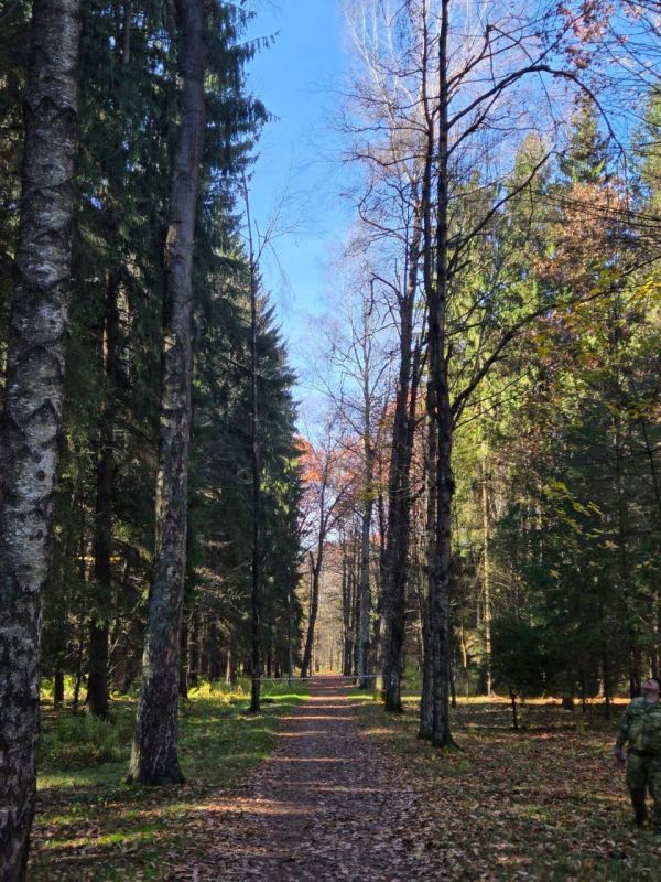 В парке «Дендрарий» проведут обрезку аварийных деревьев на березовой аллее В парке «Дендрарий» проведут обрезку аварийных деревьев на березовой аллее