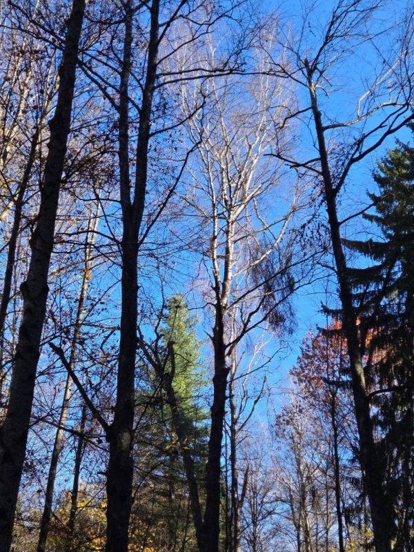 В парке «Дендрарий» проведут обрезку аварийных деревьев на березовой аллее В парке «Дендрарий» проведут обрезку аварийных деревьев на березовой аллее