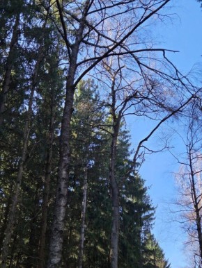 В парке «Дендрарий» проведут обрезку аварийных деревьев на березовой аллее