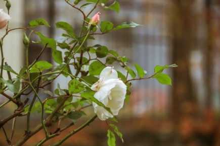 Доброе утро, Владикавказ!. Хорз райсомт уыл цуд!