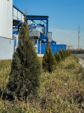 Региональный оператор ЭРА озеленил полигон: высажено 250 туй