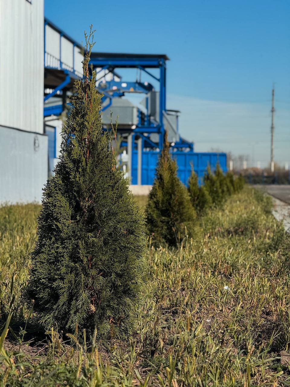 Региональный оператор ЭРА озеленил полигон: высажено 250 туй