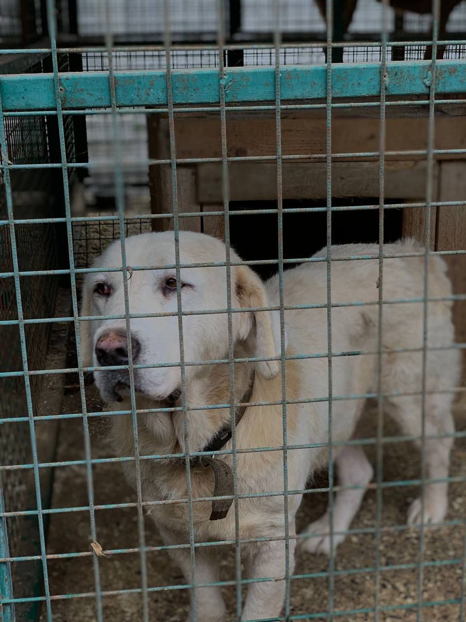 В период с 28 октября по 5 ноября 15 бездомных собак обрели хозяев В период с 28 октября по 5 ноября 15 бездомных собак обрели хозяев