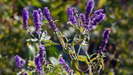 Лофант: тайный союзник для здоровья и энергии прямо из вашего сада