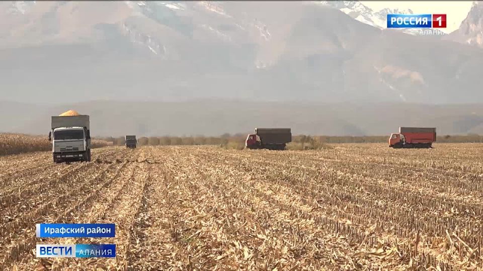 В Ирафском районе продолжается сбор кукурузы