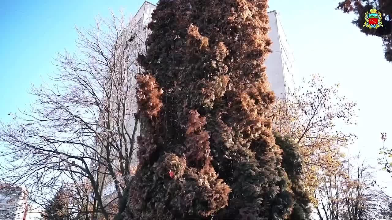 Во Владикавказе убирают заражённые туи, чтобы избежать распространения вредителя