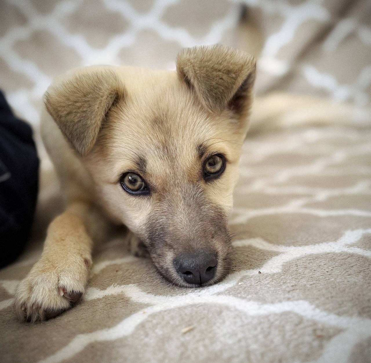 У них нет породы, но есть сердце