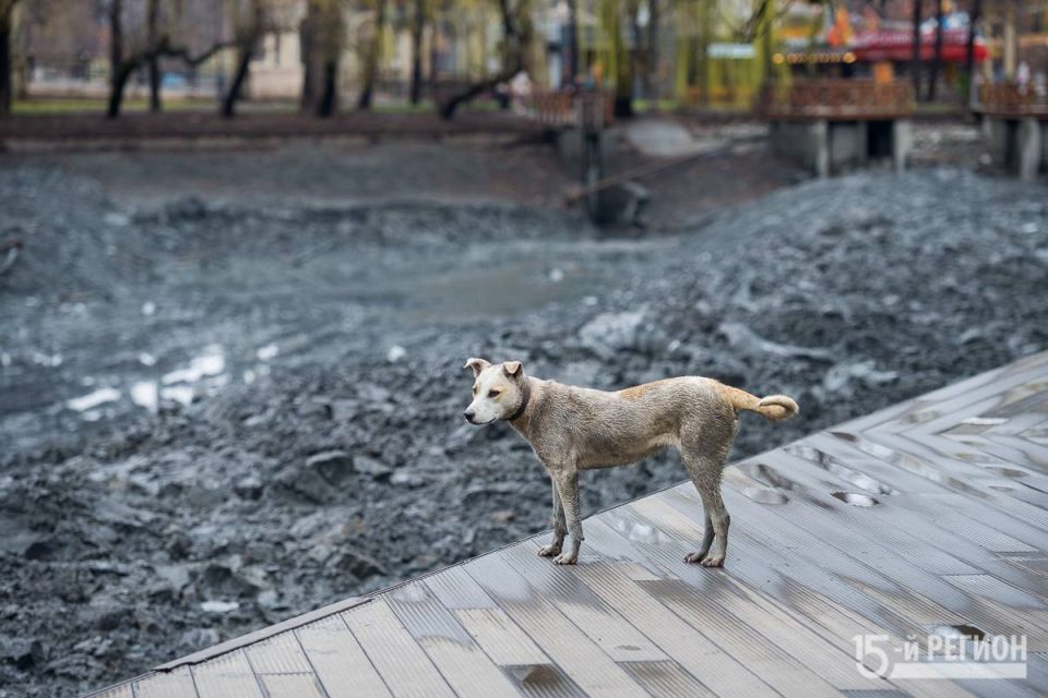 «Казнить нельзя, помиловать?» — что скажете, зоозащитники?