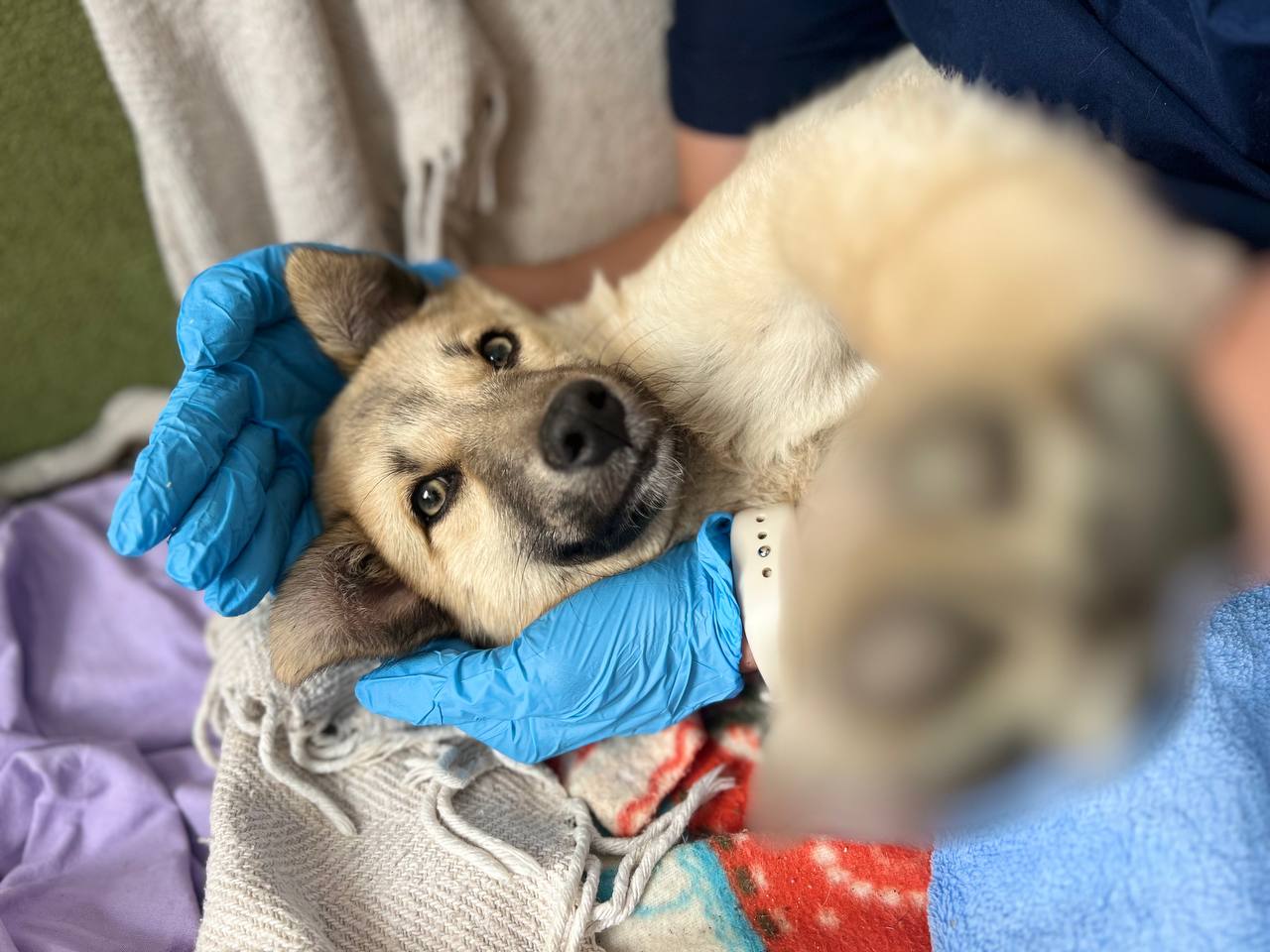 "Забери меня домой". Во «Владпитомнике» продолжается акция по пристройству собак "Забери меня домой". Во «Владпитомнике» продолжается акция по пристройству собак