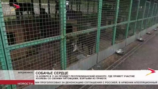 Во Владикавказе пройдет первый республиканский конкурс «Собачье сердце»