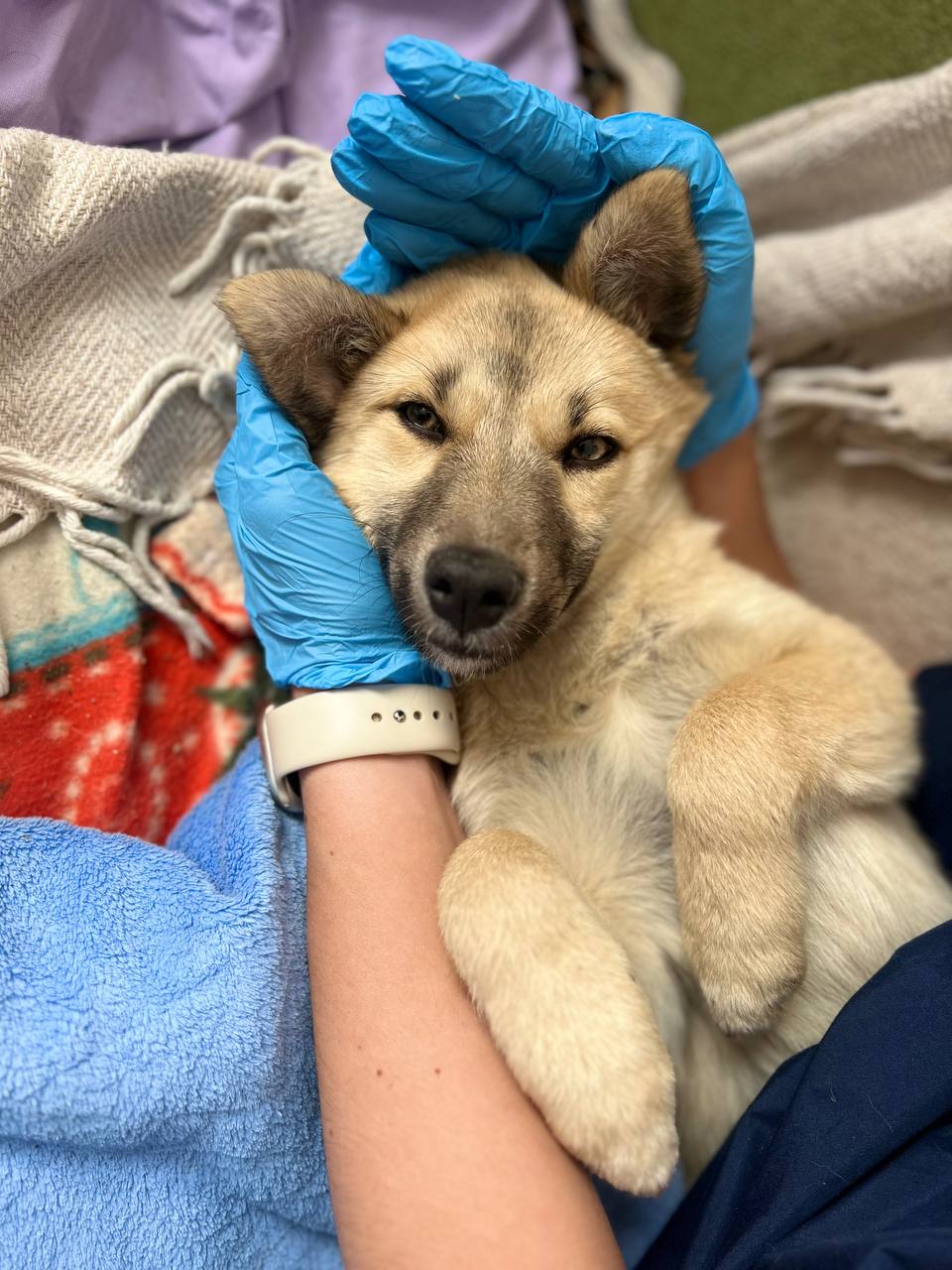 "Забери меня домой". Во «Владпитомнике» продолжается акция по пристройству собак