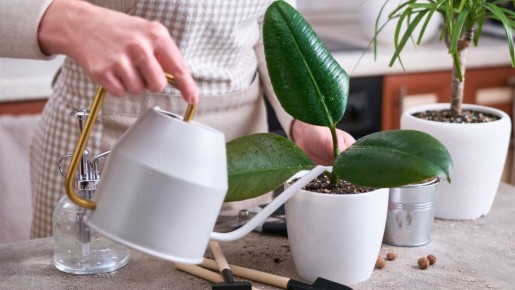 Фикус «жаждет» этой подкормки больше всего на свете: нужна лишь ложка