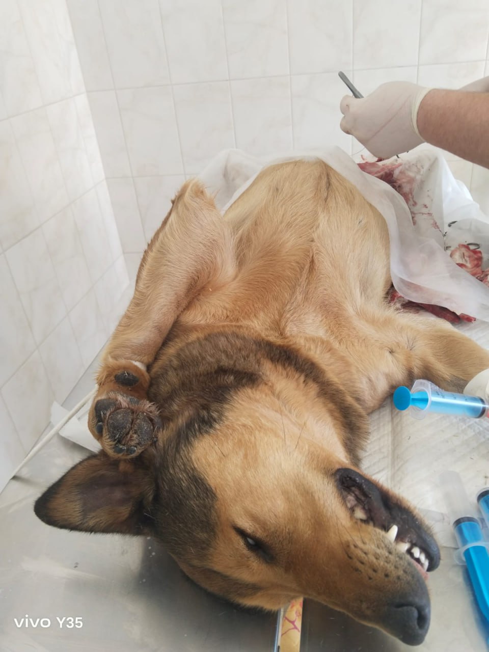 ВМКУ «Владпитомник» проводит по десять операций в сутки ВМКУ «Владпитомник» проводит по десять операций в сутки