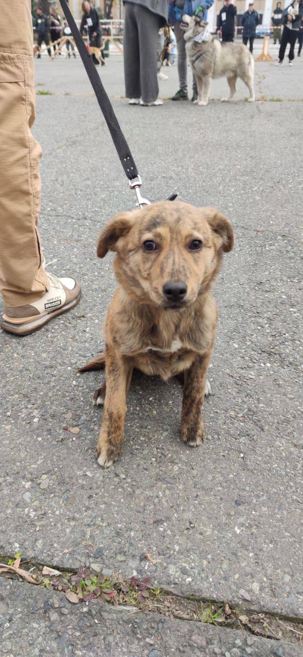 Во Владикавказе впервые прошёл республиканский конкурс «Собачье сердце» Во Владикавказе впервые прошёл республиканский конкурс «Собачье сердце»