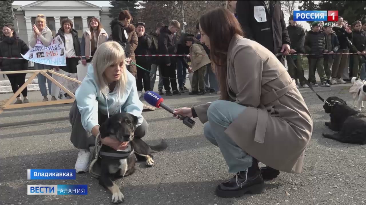 Самых преданных, терпеливых и обаятельных дворняжек определил сегодня первый республиканский конкурс "Собачье сердце"