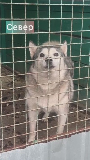 Акция «Владпитомника» продолжается