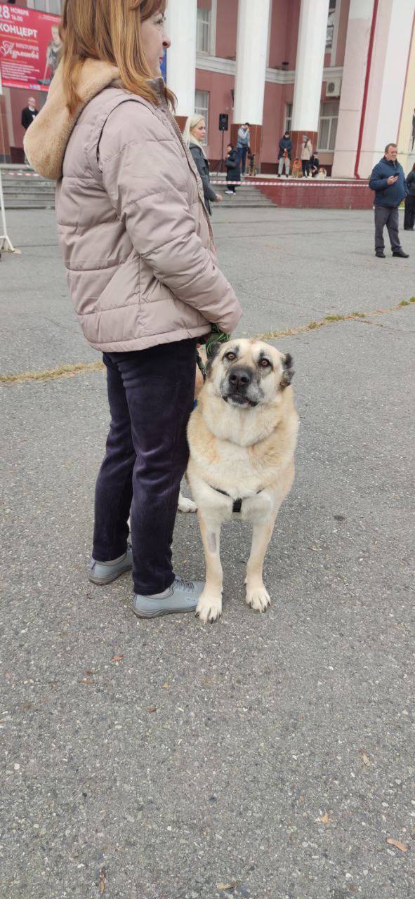 Во Владикавказе впервые прошёл республиканский конкурс «Собачье сердце» Во Владикавказе впервые прошёл республиканский конкурс «Собачье сердце»