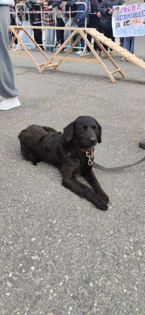 Во Владикавказе впервые прошёл республиканский конкурс «Собачье сердце» Во Владикавказе впервые прошёл республиканский конкурс «Собачье сердце»