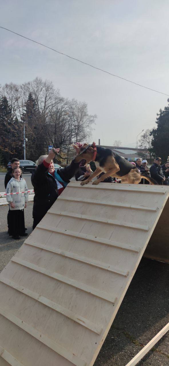 Во Владикавказе впервые прошёл республиканский конкурс «Собачье сердце» Во Владикавказе впервые прошёл республиканский конкурс «Собачье сердце»