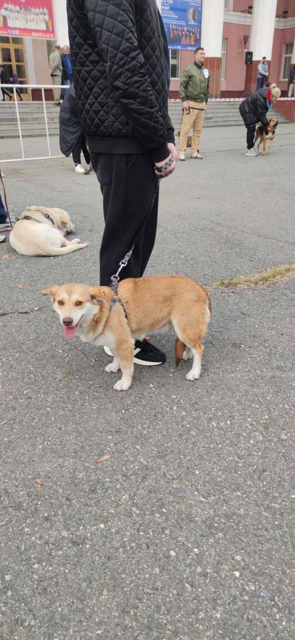 Во Владикавказе впервые прошёл республиканский конкурс «Собачье сердце» Во Владикавказе впервые прошёл республиканский конкурс «Собачье сердце»