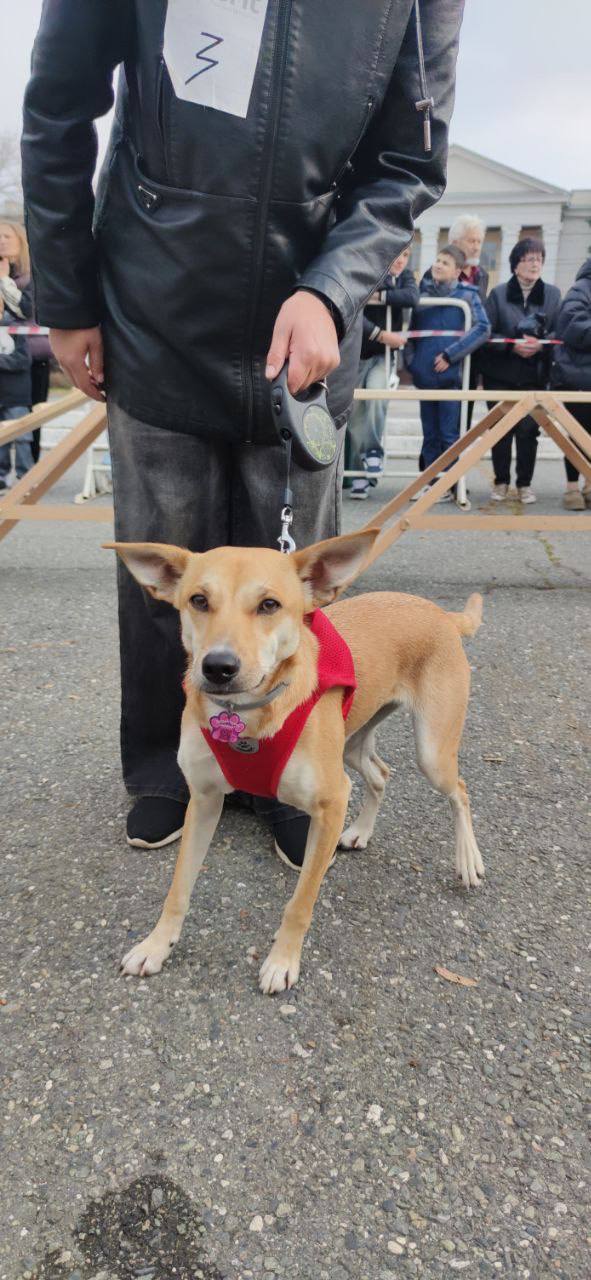 Во Владикавказе впервые прошёл республиканский конкурс «Собачье сердце» Во Владикавказе впервые прошёл республиканский конкурс «Собачье сердце»