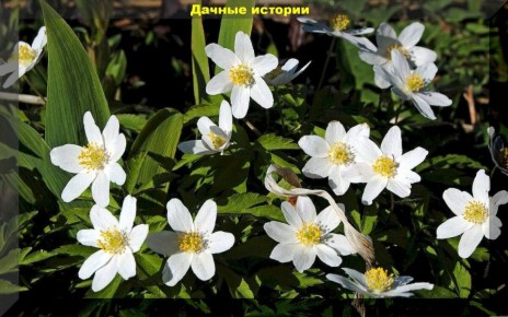 Эко-красота: редкие растения из дикой природы для вашего дачного участка