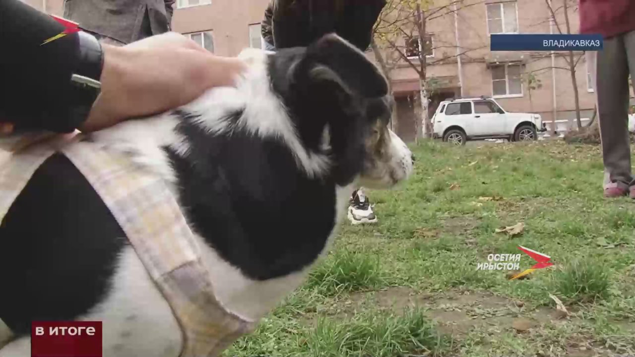 Во Владикавказе прошёл первый республиканский конкурс «Собачье сердце»