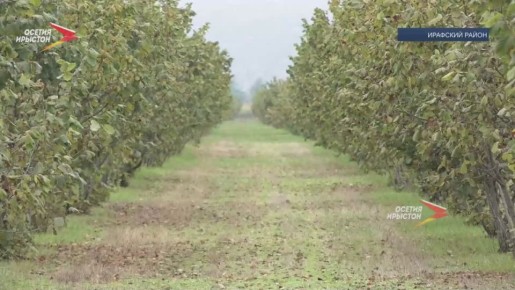 В Ирафском районе выращивают орехи