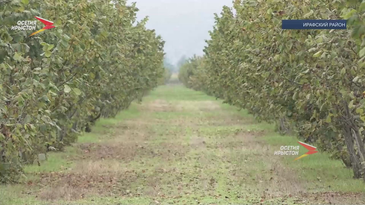 В Ирафском районе выращивают орехи