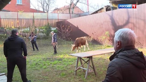 В Джеоргуба, один из почитаемых праздников в Северной Осетии, по традиции готовят три пирога и мясо жертвенного животного