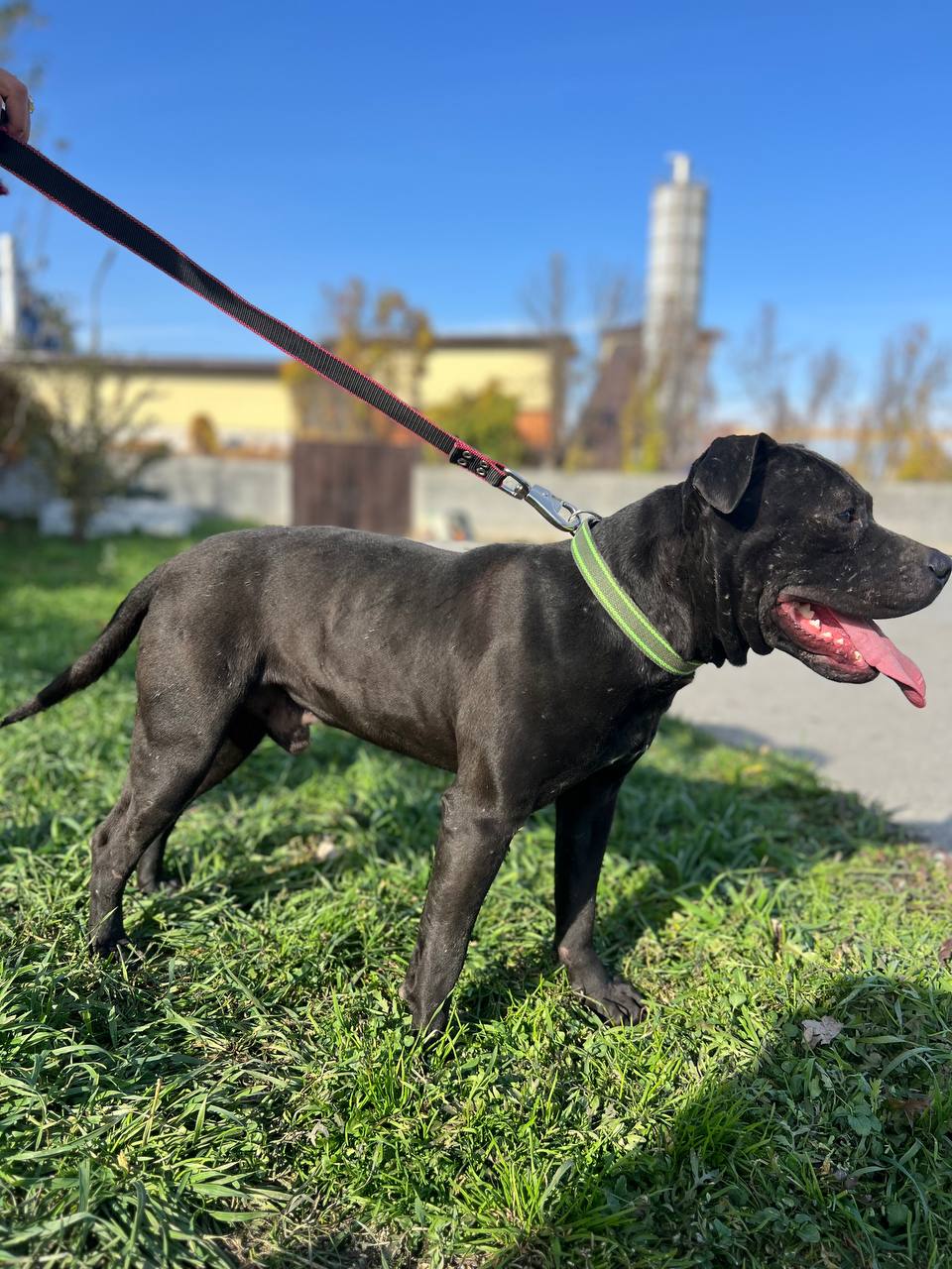 "Забери меня домой". Во «Владпитомнике» продолжается акция по пристройству собак "Забери меня домой". Во «Владпитомнике» продолжается акция по пристройству собак