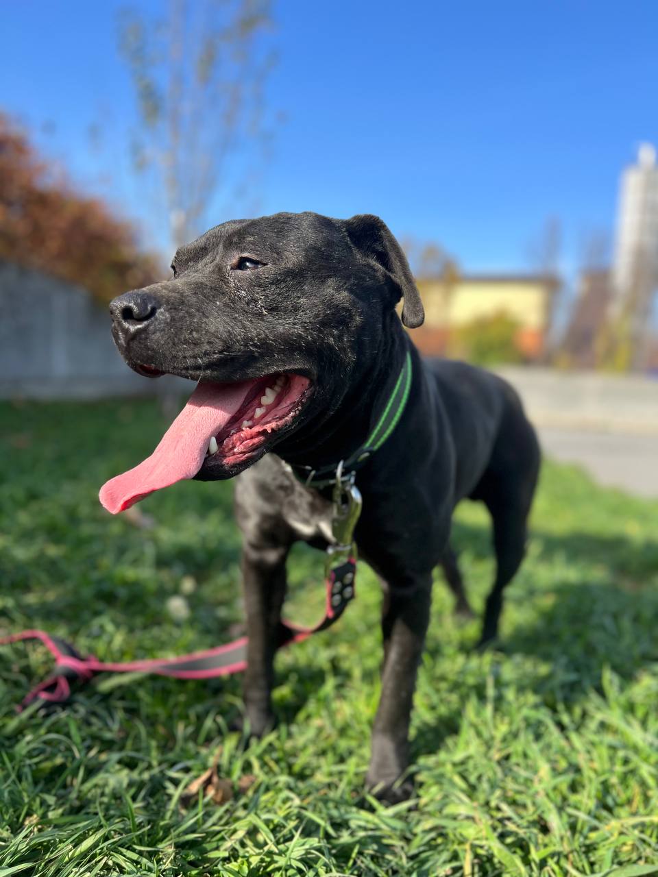 "Забери меня домой". Во «Владпитомнике» продолжается акция по пристройству собак "Забери меня домой". Во «Владпитомнике» продолжается акция по пристройству собак