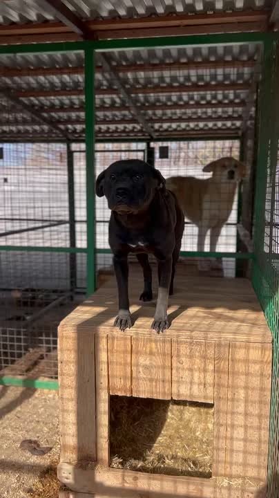 "Забери меня домой". Во «Владпитомнике» продолжается акция по пристройству собак
