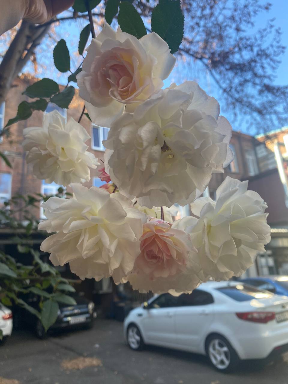 Во Владикавказе вопреки календарю и прогнозам расцвели розы Во Владикавказе вопреки календарю и прогнозам расцвели розы