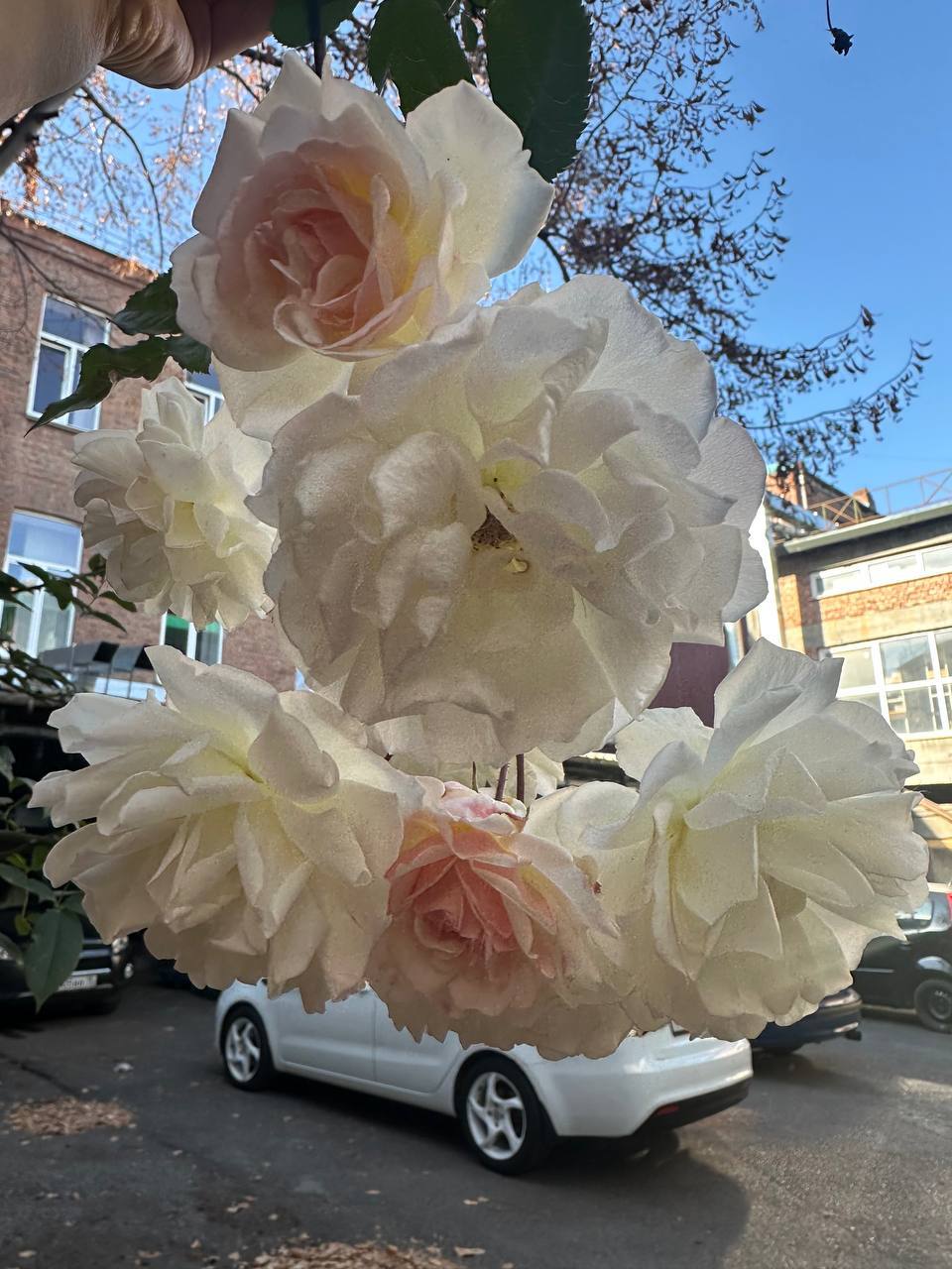 Во Владикавказе вопреки календарю и прогнозам расцвели розы