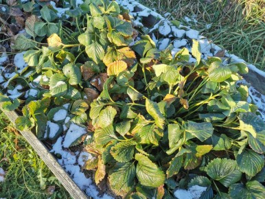 Как защитить растения отморозов: советы для садоводов в бесснежный период