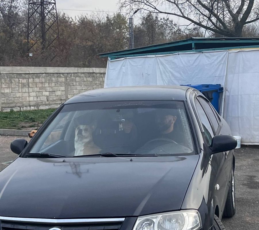 В период с 18 по 19 ноября 37 собак из Владпитомника нашли новых хозяев в разных районах республики