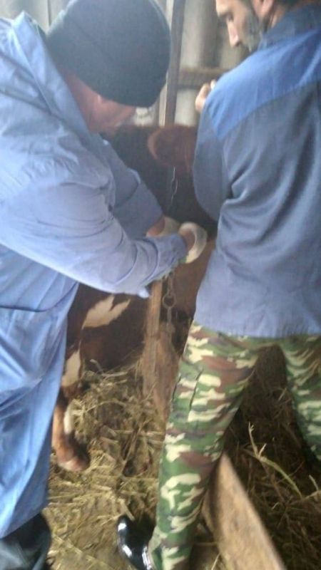 Взятие крови для исследования на бруцеллез и туберкулинизацию КРС в селении Сухотское провели ветеринарные специалисты Сухотской участковой ветлечебницы